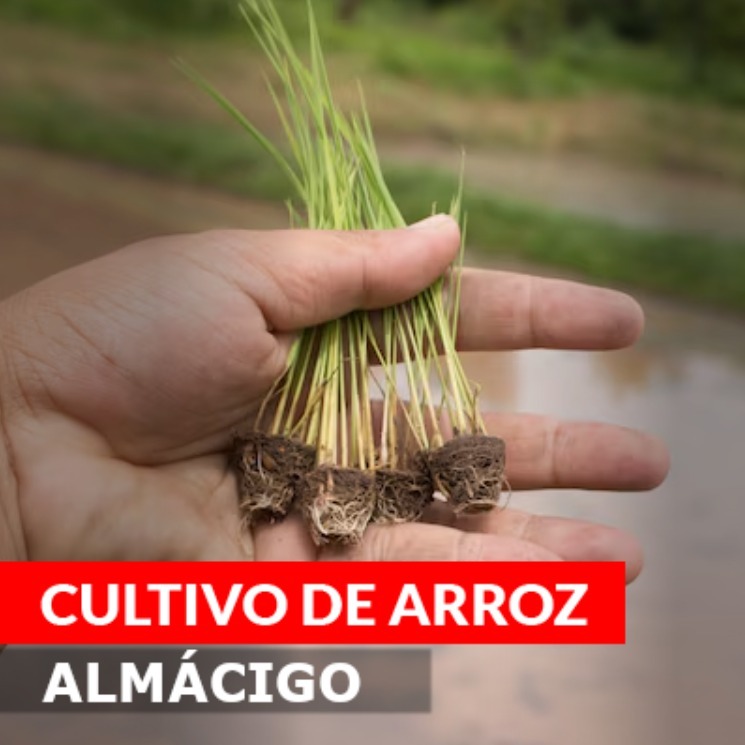 ALMACIGO POWER ARROZ - PACK de Novagro AG