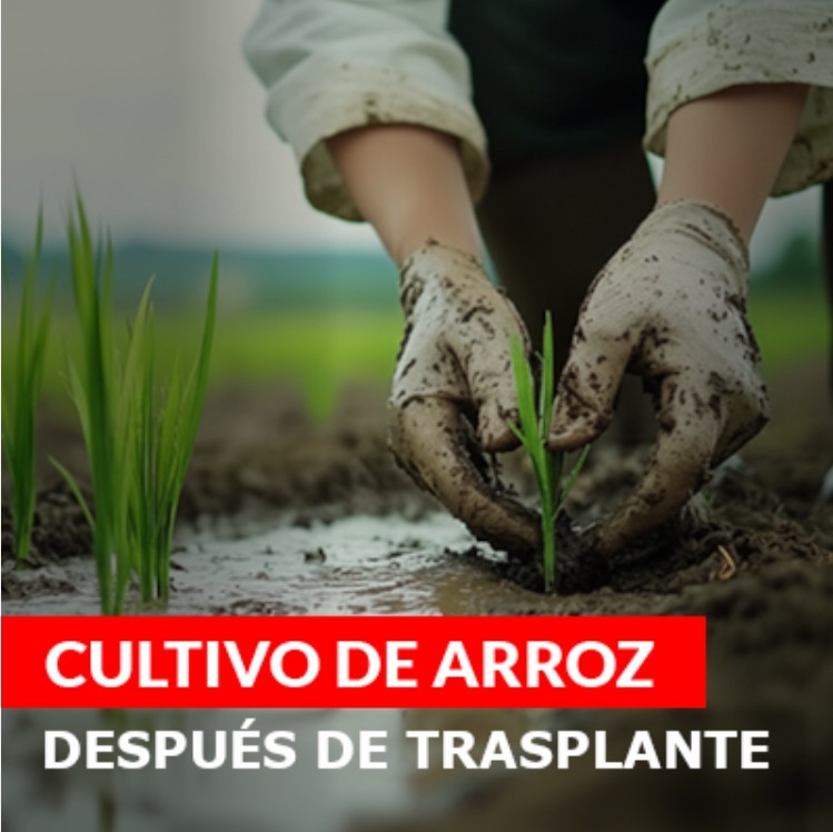 Después del trsplante - Novagro AG