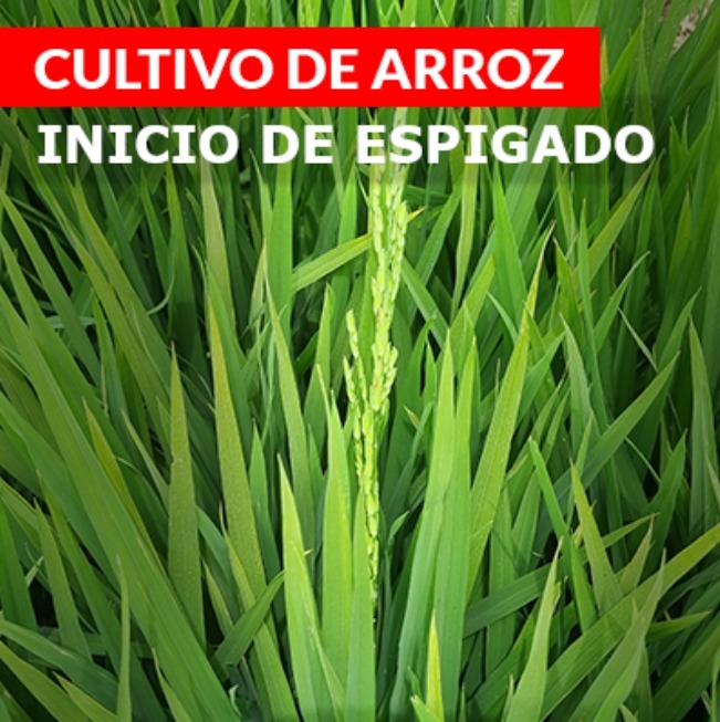 Cuarta aplicación arroz 110 DDT de Novagro AG