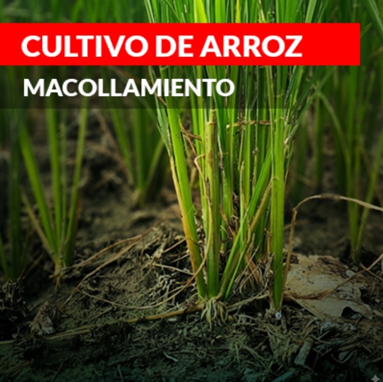 Segunda aplicación arroz 30-40 DDT de Novagro AG
