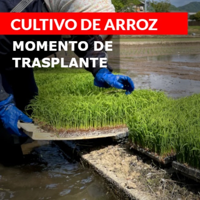 MOMENTO TRASPLANTE ARROZ - Novagro AG