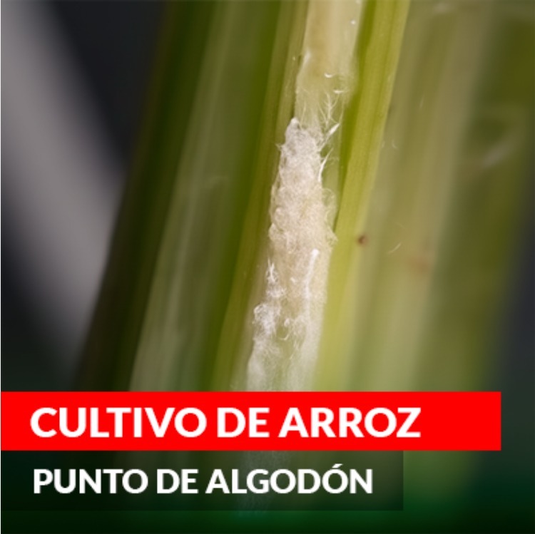 Segunda aplicación arroz 30-40 DDT de Novagro AG