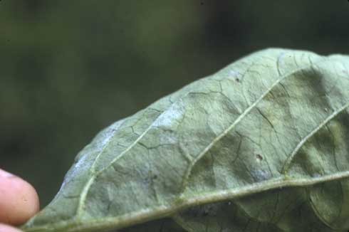Oidiopsis en Pimiento: Qué es y Qué Productos son Recomendados