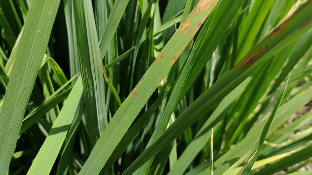 Pyricularia en arroz: qué es y qué productos son recomendados