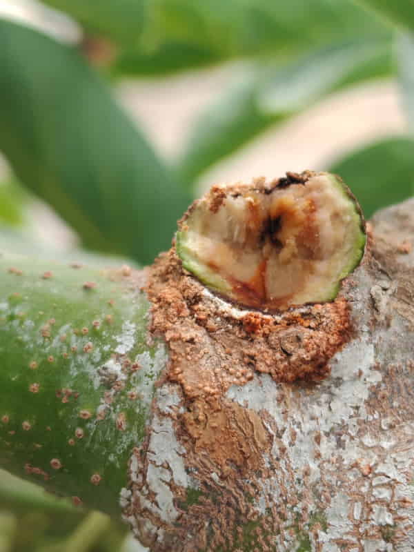 Lasiodiplodia en palto